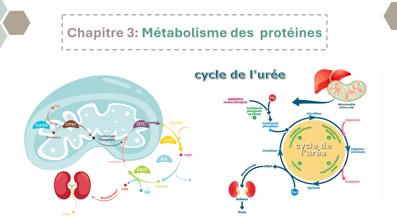 Métabolisme des acides aminés